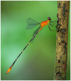 Heteragrion consors mâle, Orange Flatwing