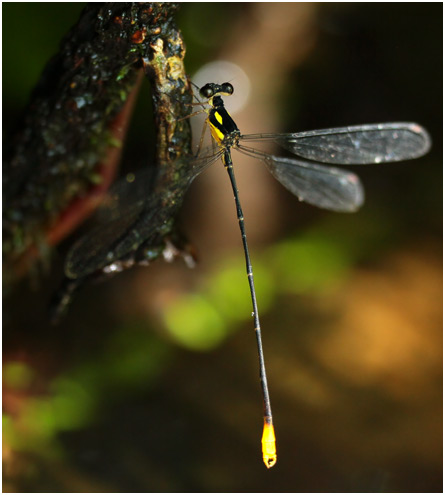 Heteragrion muryense mâle, Cryptic Dot-backed Flatwing