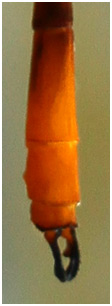 Heteragrion triangulare anal appendages
