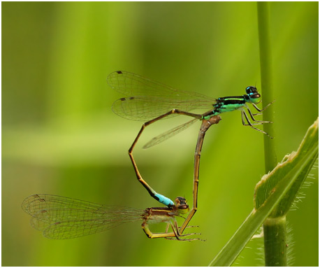 Ischnura capreolus accouplement, Tiny forktail mating