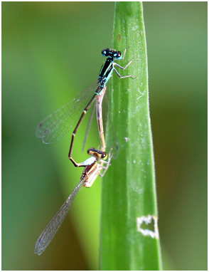 Ischnura capreolus accouplement, Tiny forktail mating