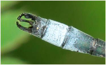 Lestes forficula mâle, Rainpool Spreadwing