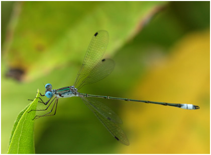 Lestes forficula mâle, Rainpool Spreadwing