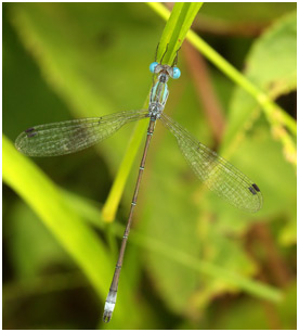 Lestes forficula mâle, Rainpool Spreadwing