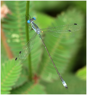 Lestes forficula mâle, Rainpool Spreadwing