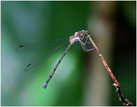 Lestes forficula femelle, Rainpool Spreadwing