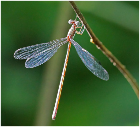 Lestes forficula femelle, Rainpool Spreadwing