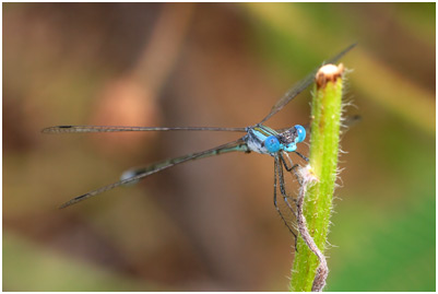 Lestes forficula mâle, Rainpool Spreadwing