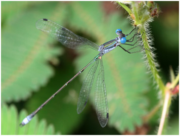 Lestes forficula mâle, Rainpool Spreadwing