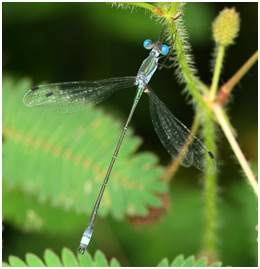Lestes forficula mâle, Rainpool Spreadwing