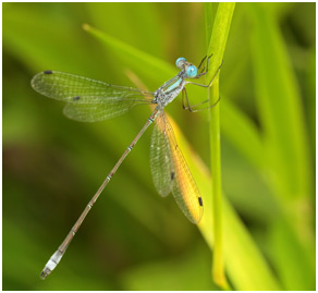 Lestes forficula mâle, Rainpool Spreadwing