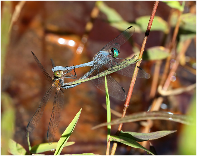 Micrathyria athenais accouplement, Blue-grey dasher