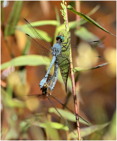 Micrathyria athenais accouplement, Blue-grey dasher