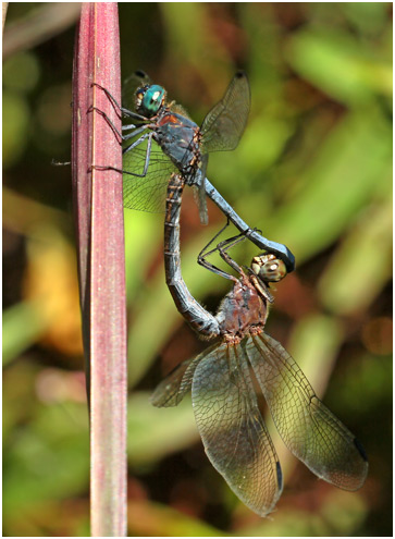 Micrathyria athenais accouplement, Blue-grey dasher