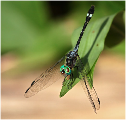 Micrathyria catenata femelle, Bow-tailed dasher