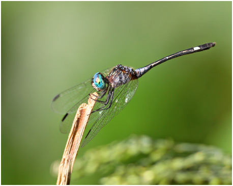 Micrathyria catenata femelle, Bow-tailed dasher