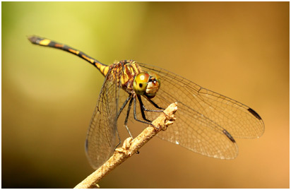 Micrathyria catenata femelle, Bow-tailed dasher