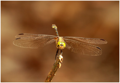 Micrathyria catenata femelle, Bow-tailed dasher