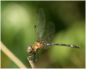 Micrathyria catenata femelle, Bow-tailed dasher