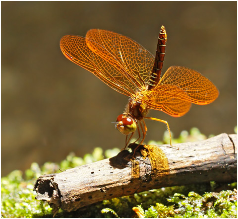Perithemis mooma, Pond amberwing
