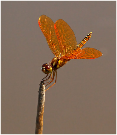 Perithemis mooma, Pond amberwing