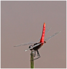 Planiplax phoenicura mâle, Guiana Scarlet-tail 