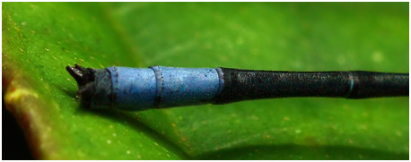 Mesamphiagrion rosseri mâle, appendices anaux Mesamphiagrion rosseri mâle, appendices anaux