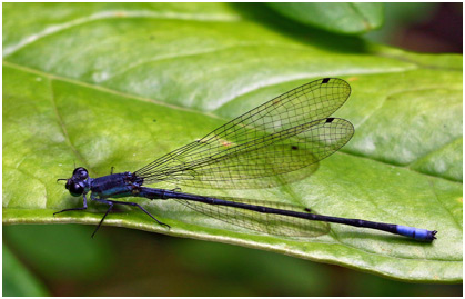 Mesamphiagrion rosseri mâle Mesamphiagrion rosseri mâle