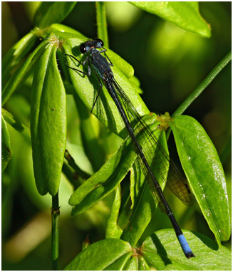 Mesamphiagrion rosseri mâle Mesamphiagrion rosseri mâle
