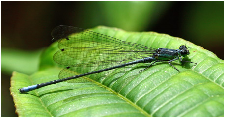 Mesamphiagrion rosseri mâle