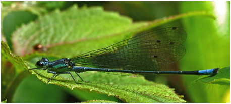 Mesamphiagrion rosseri mâle Mesamphiagrion rosseri mâle