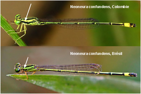 Comparaison Neoneura confundens / confundens