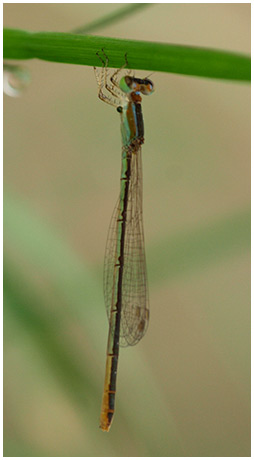 Agriocnemis pygmaea femelle