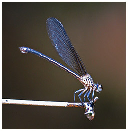 Euphaea masoni femelle