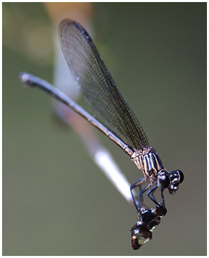 Euphaea masoni femelle
