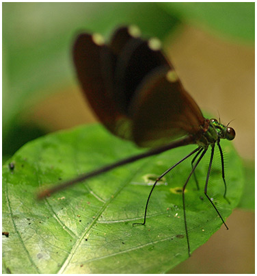 Matrona basilaris femelle