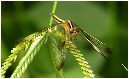 Neurothemis tullia femelle