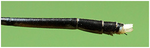 Coeliccia albicauda mâle appendices anaux