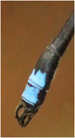 Drepanosticta fontinalis mâle