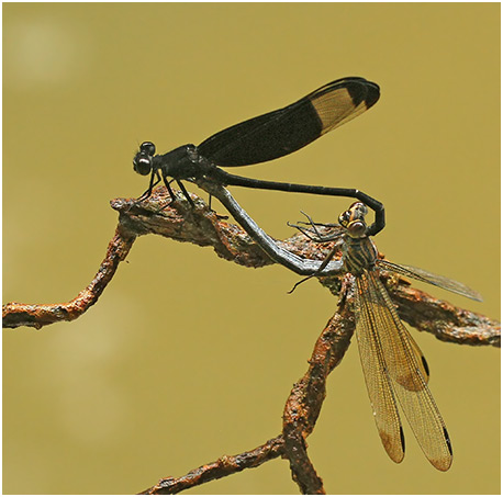 Dysphaea dimidiata accouplement