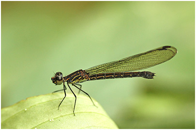 Heliocypha perforata femelle