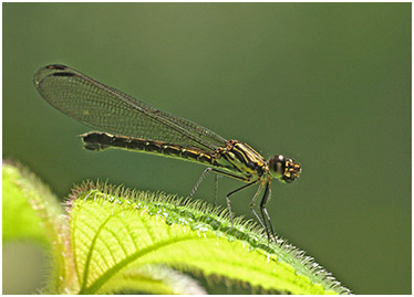 Heliocypha perforata femelle