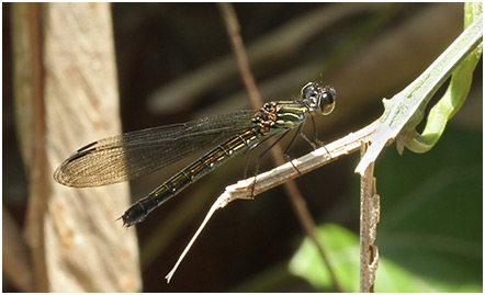 Heliocypha perforata femelle