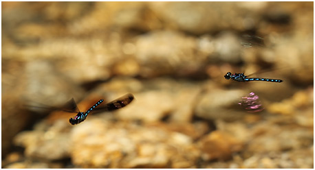 Heliocypha perforata mâle en vol