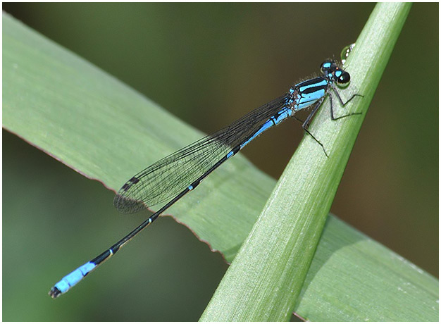 Acanthagrion inexpectum male