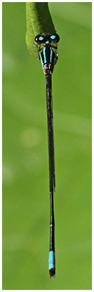 Acanthagrion trilobatum