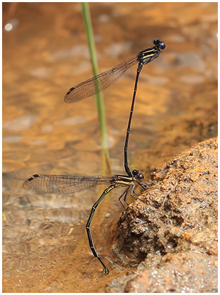 Argia translata ponte