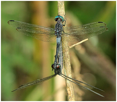 Cannaphila insularis accouplement