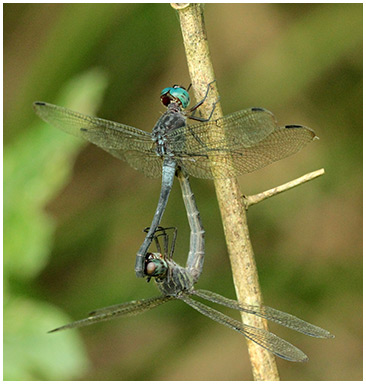 Cannaphila insularis accouplement