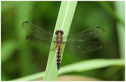 Chalk-marked Dragonlet